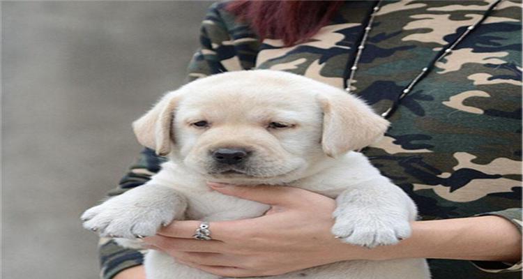 揭秘一岁拉布拉多犬的体重管理（如何让你的宠物拉布拉多健康成长）