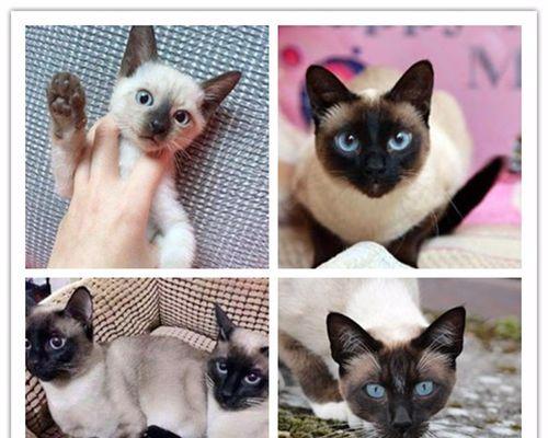从一岁到成猫（探究暹罗猫成长的关键时间节点及保健知识）