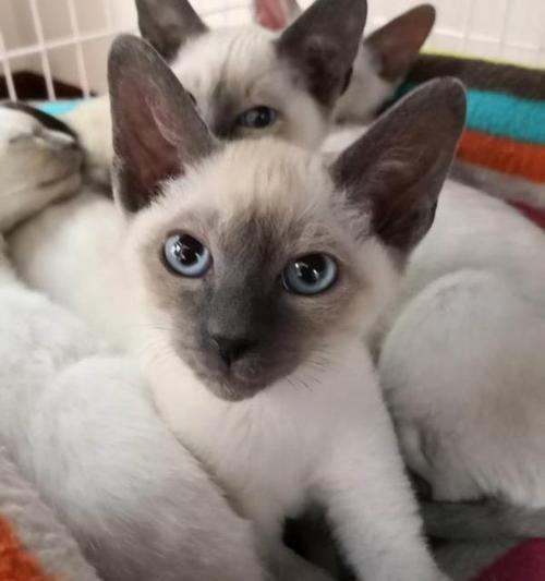 从一岁到成猫（探究暹罗猫成长的关键时间节点及保健知识）