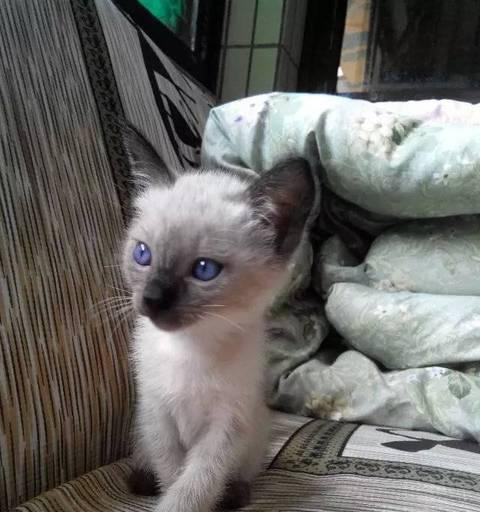 从一岁到成猫（探究暹罗猫成长的关键时间节点及保健知识）