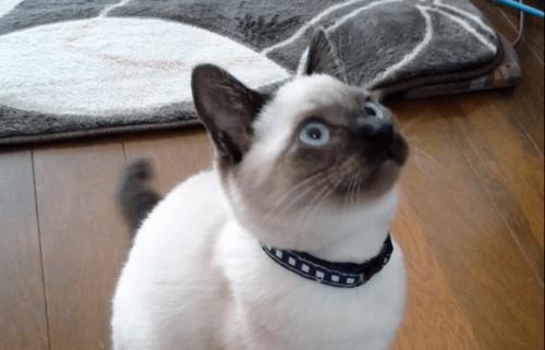 傲娇的暹罗猫——宠物世界中的独行侠（与这种高冷的猫咪相处的技巧与心得）
