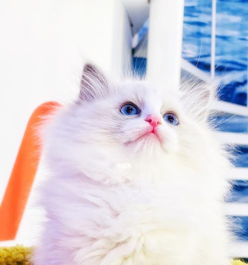 布偶猫寿命探究（了解你的宠物布偶猫的寿命）