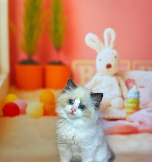 《布偶猫的故事》（以一只可爱的宠物为主角的温暖小说）