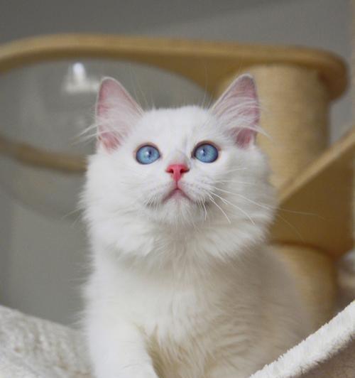 《布偶猫的故事》（以一只可爱的宠物为主角的温暖小说）