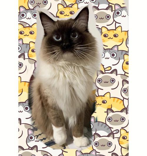 《黑猫与布偶猫的宠物生活》（两只截然不同的小伙伴）