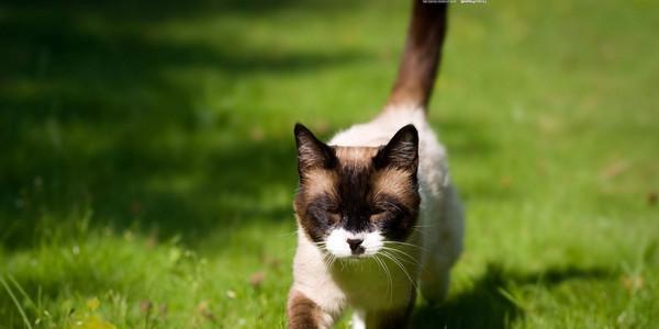追寻巨猫踪迹——一只神秘的大型绿色猫咪（探索宠物世界中的另类存在）