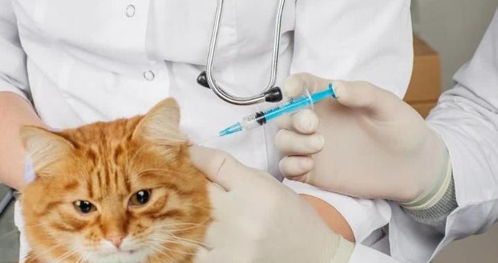 疫苗期间能否给猫咪洗澡（探究疫苗期间给猫咪洗澡的注意事项）