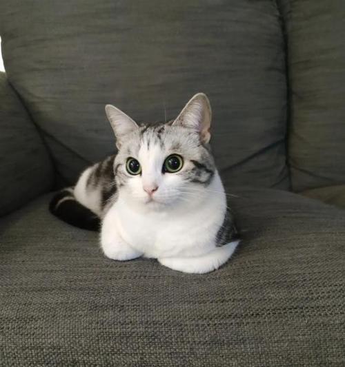 银虎斑折耳猫的迷人花纹（探究这种猫的神秘外貌和性格特点）