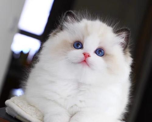 银渐层VS布偶猫（了解两种猫咪的特点和习性）