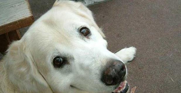 揭秘犬瘟背后的原因（从宠物养护到病毒感染）