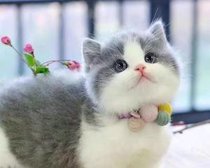 英长纯白与布偶猫混血宠物的魅力（探秘英长纯白与布偶猫混血的外貌）