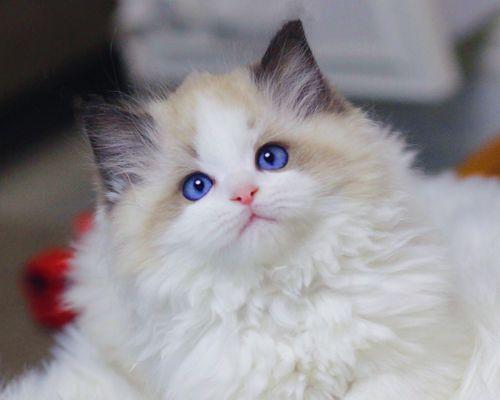 英长纯白与布偶猫混血宠物的魅力（探秘英长纯白与布偶猫混血的外貌）