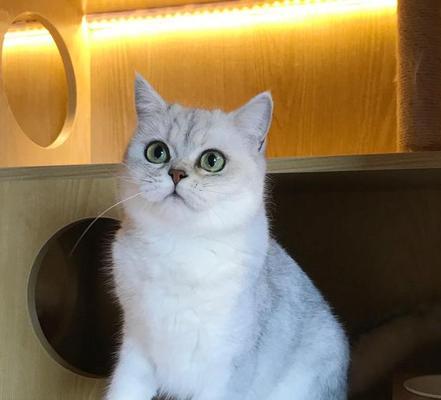 英短与中华田园猫的后代——折耳猫（探究折耳猫的特征）