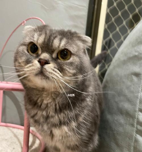 英短与中华田园猫的后代——折耳猫（探究折耳猫的特征）