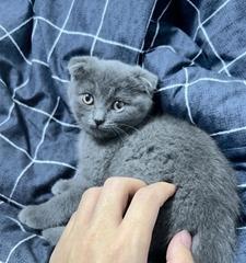 英短蓝猫和折耳猫的配种探究（以宠物为主的混种趋势和注意事项）