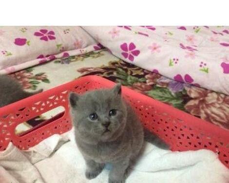 英短蓝猫和折耳猫的配种探究（以宠物为主的混种趋势和注意事项）