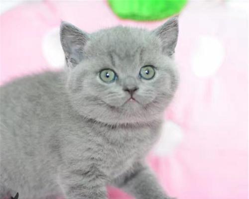 了解英短蓝猫与折耳蓝猫（探索它们的特点和饲养之道）