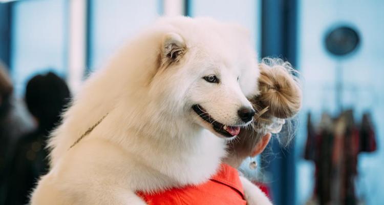 1岁萨摩犬应该吃什么样的狗粮（探讨以宠物为主的饮食问题）