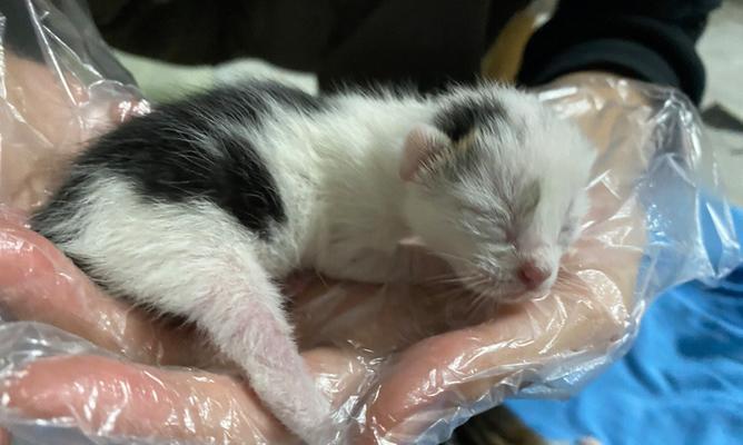 猫咪拉稀怎么办（以宠物为主）