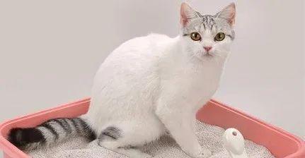 如何解决宠物猫3个月乱尿问题（针对宠物猫乱尿）