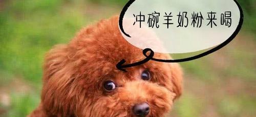 如何选择适合3个月泰迪的狗粮（营养均衡）