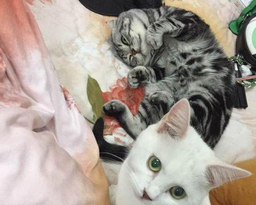 50天小猫的饮食攻略（健康宠物从良好饮食开始）