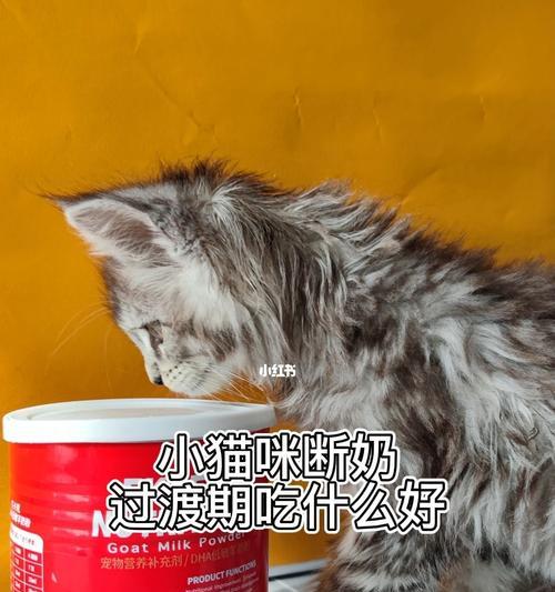 50天小猫的饮食攻略（健康宠物从良好饮食开始）