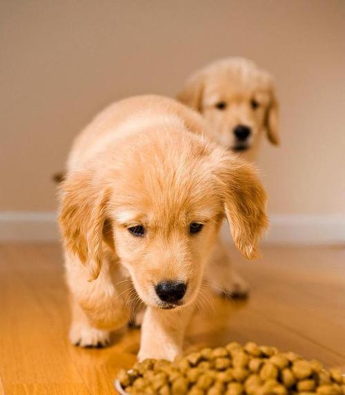 6个月大的狗可以吃成犬狗粮吗（关于狗狗成长阶段饮食问题的解答及建议）
