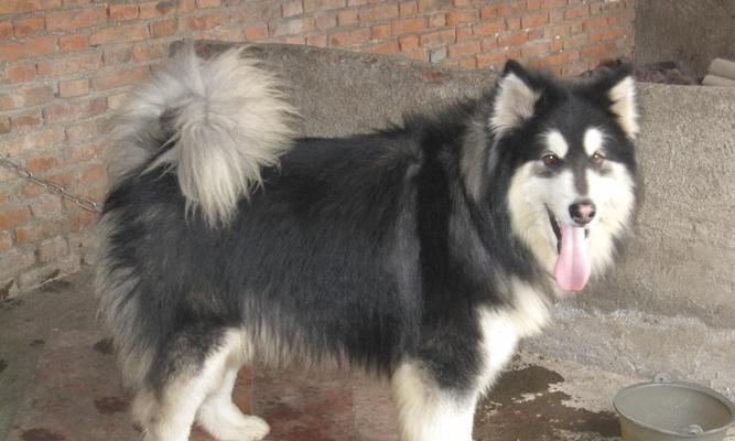 以阿拉斯加为母犬的狗可以和哪些品种杂交（探索宠物世界中不同品种的杂交可能性）