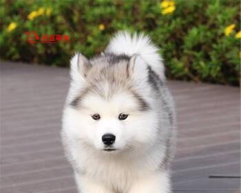 探究阿拉斯加犬咳嗽呕吐的原因（犬咳嗽呕吐的危害和预防措施）