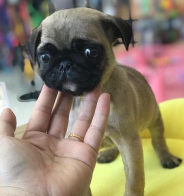八哥犬飞耳的原因（为什么八哥犬的耳朵能飞起来）
