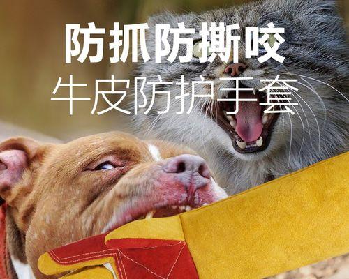 被猫咬后手疼怎么办（教你正确处理猫咬伤）