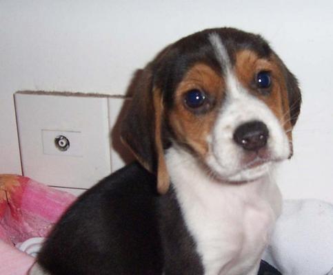 以比格犬毛色为主题的宠物养护（从白色到黑色）