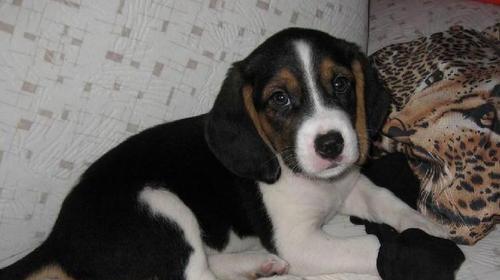 以比格犬毛色为主题的宠物养护（从白色到黑色）