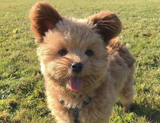 哪种犬种最适合做宠物（从性格、食量、活动量等多方面分析）