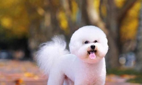 哪种犬种最适合做宠物（从性格、食量、活动量等多方面分析）