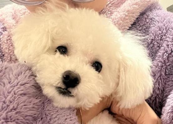 比熊该如何选择适合自己的狗粮（以宠物健康为重）