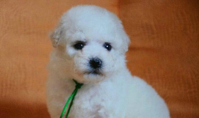 以比熊犬眼睛为中心的宠物护理指南