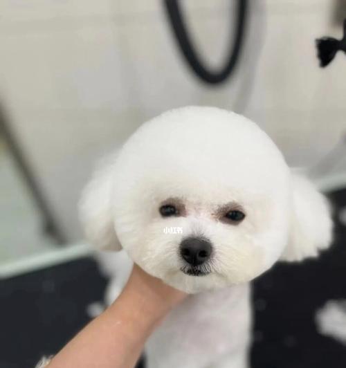 以比熊犬眼睛为中心的宠物护理指南