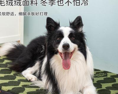 边境牧羊犬的睡眠习惯（如何让你的宠物睡得更舒适）