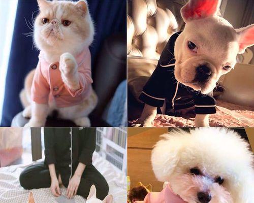 以博美为母狗，适合和哪些狗狗配种（博美犬配种指南）