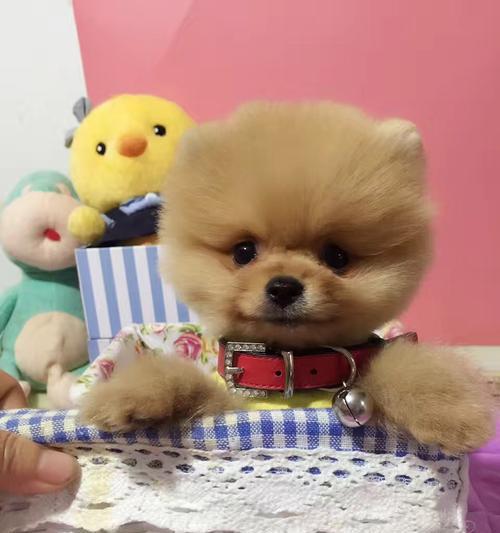 以博美小狗能吃什么东西（照顾博美小狗的饮食需求）