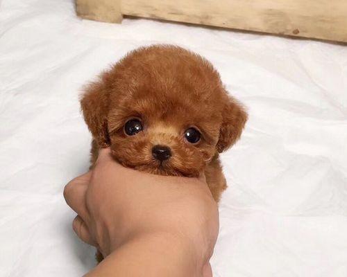 茶杯泰迪犬的饮食指南（如何为您的宠物提供健康的饮食）