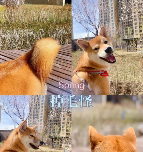 八个月的柴犬为什么会掉毛（探究掉毛原因及解决方法）