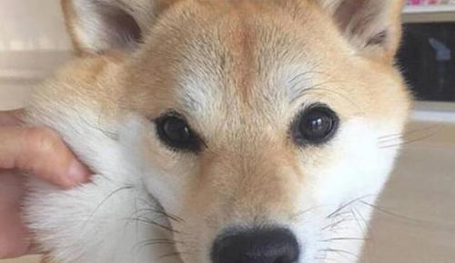 八个月的柴犬为什么会掉毛（探究掉毛原因及解决方法）