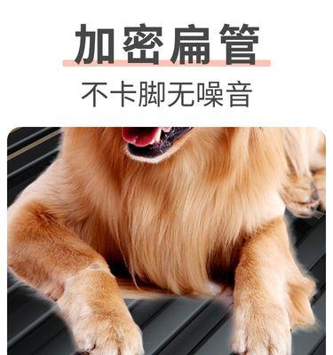 为您揭秘超大型泰迪犬的命名之道（如何给超大型泰迪犬取名）