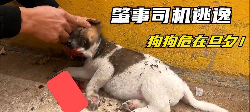 宠物狗被车撞死怎么处理（宠物狗离开我们了）