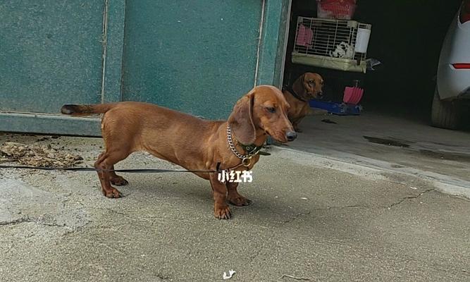 如何挑选最适合的纯种腊肠犬（从品种特征到健康状况）