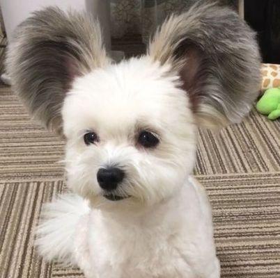 揭秘以大耳朵拖地的狗的秘密（这种狗叫什么）