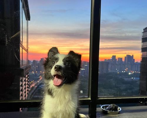 关于宠物大狗喂钙片的正确方法（大狗喂钙片的时间）